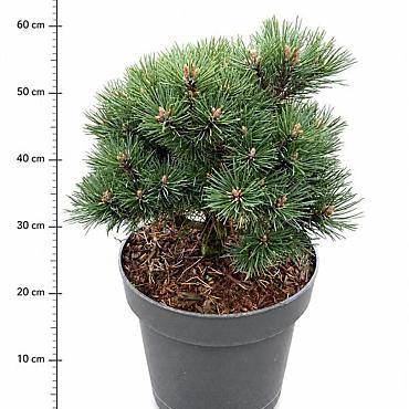 Pinus mugo 'Mops'