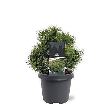 Pinus mugo 'Mops'