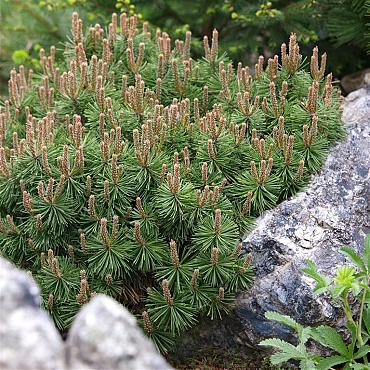 Pinus mugo 'Mops'