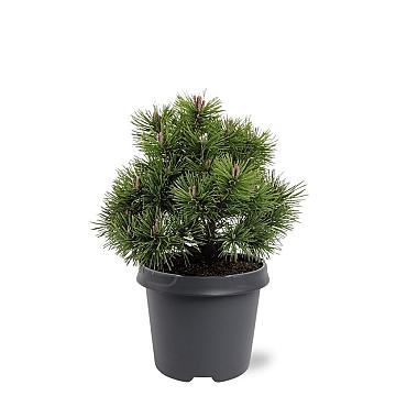 Pinus mugo 'Mops'