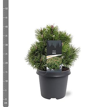 Pinus mugo 'Mops'