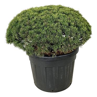 Pinus mugo 'Mops'