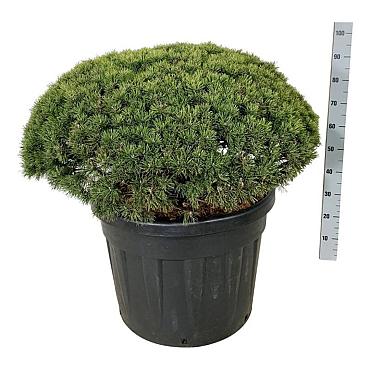 Pinus mugo 'Mops'