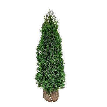 Thuja occ. 'Smaragd'