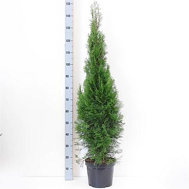 Thuja occ. 'Smaragd'