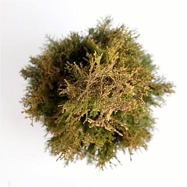 Thuja occ. 'Smaragd'
