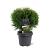 Thuja occ. 'Tiny Tim'
