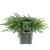 Juniperus conferta 'Schlager'