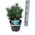 Pinus sylvestris 'Watereri'
