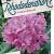 Rhododendron pont. 'Roseum'