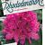 Rhododendron 'Anah Kruschke'