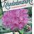 Rhododendron 'Catawb. Boursault'