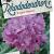 Rhododendron 'Roseum Elegans'