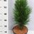 Pinus nigra 'Green Tower'