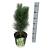 Pinus nigra 'Green Tower'