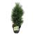 Pinus nigra 'Green Tower'