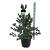 Pinus parviflora 'Negishi'