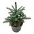 Picea pungens 'Super Blue Seedling'