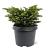 Picea abies 'Little Gem'