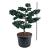 Pinus parviflora 'Negishi'