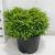 Picea abies 'Little Gem'