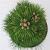 Pinus nigra 'Green Tower'