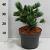 Pinus parviflora 'Negishi'