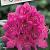 Rhododendron 'Anah Kruschke'