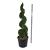 Thuja occ. 'Smaragd'