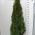 Thuja occ. 'Smaragd'