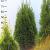 Thuja occ. 'Smaragd'