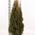 Thuja occ. 'Smaragd'