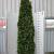 Thuja occ. 'Smaragd'