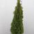 Thuja occ. 'Smaragd'