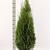 Thuja occ. 'Smaragd'