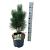 Pinus nigra 'Green Tower'