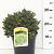 Picea abies 'Little Gem'