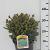 Picea glauca 'Echiniformis'
