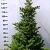 Abies koreana