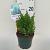 Juniperus chin. 'Stricta'