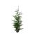 Cupressocyparis leylandii