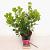Cotinus cog. Smokey Joe