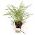 Spiraea cinerea 'Grefsheim'