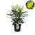 Mahonia media 'Charity'