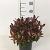 Leucothoe 'Zeblid'