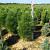 Pinus nigra 'Green Tower'
