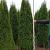 Thuja occ. 'Smaragd'