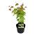 Acer shirasawanum 'Jordan'