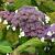 Hydrangea asp. 'Macrophylla'