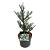 Abies koreana 'Silberlocke'